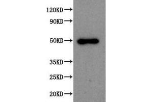 Western Blot Positive WB detected in: 293T whole cell lysate All lanes: SPOCK1 antibody at 1:2000 Secondary Goat polyclonal to rabbit IgG at 1/50000 dilution Predicted band size: 50 kDa Observed band size: 50 kDa (SPOCK1 anticorps  (AA 290-435))