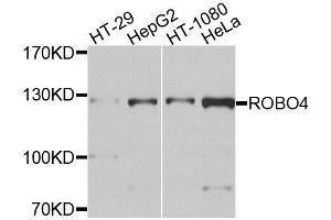Western blot analysis of extracts of various cell lines, using ROBO4 antibody.