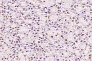Immunohistochemistry analysis of paraffin-embedded rat pancreas using,NUBP2 (ABIN7074922) at dilution of 1: 600 (NUBP2 anticorps)