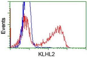 HEK293T cells transfected with either RC205347 overexpress plasmid (Red) or empty vector control plasmid (Blue) were immunostained by anti-KLHL2 antibody (ABIN2453209), and then analyzed by flow cytometry. (KLHL2 anticorps  (AA 1-100, AA 494-593))