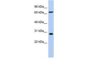 Image no. 1 for anti-Splicing Factor, Arginine/Serine Rich 7 (SFRS7) (C-Term) antibody (ABIN6744021) (SFRS7 anticorps  (C-Term))