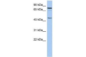 CSGLCA-T antibody used at 1 ug/ml to detect target protein. (CHPF2 anticorps  (N-Term))