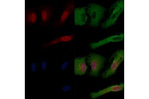 anti-Ring Finger Protein 111 (RNF111) (C-Term) antibody