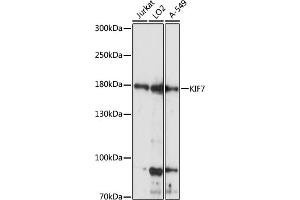 Western blot analysis of extracts of various cell lines, using KIF7 antibody (ABIN7268137) at 1:1000 dilution. (KIF7 anticorps  (AA 1044-1343))