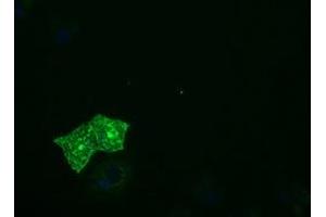 Immunofluorescence (IF) image for anti-Protein tyrosine Phosphatase, Receptor Type, E (PTPRE) antibody (ABIN1500508) (PTPRE anticorps)