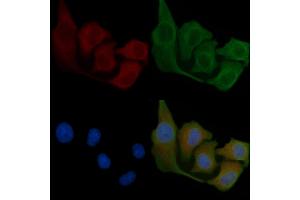 ABIN6258103 and ABIN6275535 staining Hela cells by IF/ICC. (PLK3 anticorps  (Internal Region))