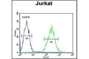 Flow Cytometric analysis of Jurkat cells using RPR1B Antibody (C-term) Cat. (RPRD1B anticorps  (C-Term))