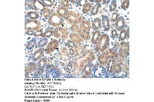 Human kidney (HSPBAP1 anticorps  (C-Term))