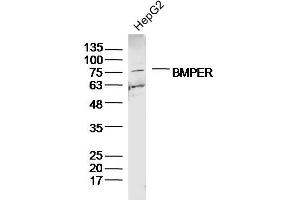 HepG2 lysates probed with BMPER Polyclonal Antibody, Unconjugated  at 1:300 dilution and 4˚C overnight incubation. (BMPER anticorps  (AA 501-600))
