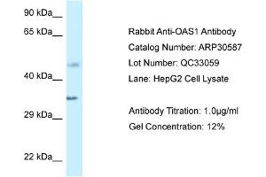 WB Suggested Anti-OAS1 Antibody Titration:  1 ug/ml  Positive Control:  HepG2 cell lysate (OAS1 anticorps  (C-Term))