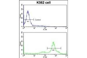 Flow cytometric analysis of K562 cells using CCT3 Antibody (Center)(bottom histogram) compared to a negative control cell (top histogram)FITC-conjugated goat-anti-rabbit secondary antibodies were used for the analysis. (CCT3 anticorps  (AA 298-326))