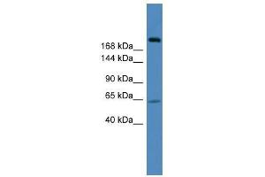 USP9X antibody used at 0. (USP9X anticorps  (C-Term))