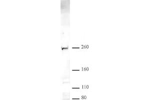 CHD2 pAb tested by Western blot. (CHD2 anticorps  (C-Term))
