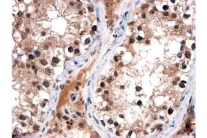 AP10059PU-N (2 µg/ml) staining of paraffin embedded Human Testis. (FOXI1 anticorps  (C-Term))