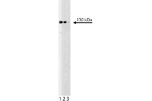 Western blot analysis of tomosyn on a rat cerebrum lysate. (STXBP5 anticorps  (AA 910-1105))