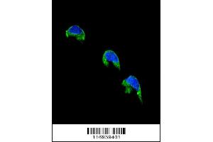 Confocal immunofluorescent analysis of CYP1A2 Antibody with 293 cell followed by Alexa Fluor 488-conjugated goat anti-rabbit lgG (green). (CYP1A2 anticorps  (AA 255-282))
