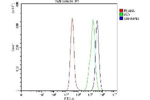 Flow Cytometry analysis of Daudi cells using anti-SNRNP40 antibody (ABIN7601719). (SNRNP40 anticorps  (AA 43-357))