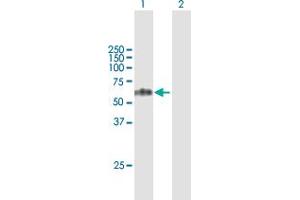 Western Blot analysis of TCN1 expression in transfected 293T cell line by TCN1 MaxPab polyclonal antibody.