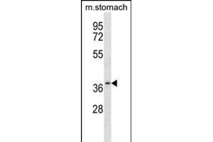 Mouse Csnk2a2 Antibody (N-term) (ABIN657725 and ABIN2846711) western blot analysis in mouse stomach tissue lysates (35 μg/lane).