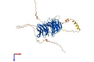 AlphaFold protein structure predicition of Human Recombinant WIPI1 Protein, UniprotID Q5MNZ9