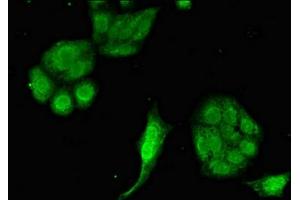 anti-Eukaryotic Translation Initiation Factor 2-alpha Kinase 1 (EIF2AK1) (AA 1-86) antibody
