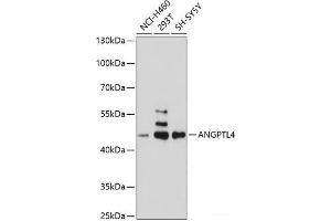 Western blot analysis of extracts of various cell lines using ANGPTL4 Polyclonal Antibody at dilution of 1:1000. (ANGPTL4 anticorps)