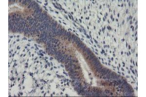 Image no. 4 for anti-Regulator of G-Protein Signaling 16 (RGS16) antibody (ABIN1500688)