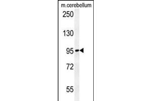 C12orf30 Antibody (Center) (ABIN654228 and ABIN2844062) western blot analysis in mouse cerebellum tissue lysates (15 μg/lane). (NAA25 anticorps  (AA 720-748))