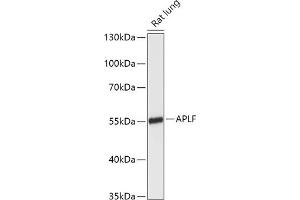 Western blot analysis of extracts of Rat lung, using APLF antibody (ABIN7265649) at 1:1000 dilution. (APLF anticorps  (AA 200-380))