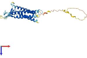 AlphaFold protein structure predicition of Mouse Recombinant Cldn14 Protein, UniprotID Q9Z0S3