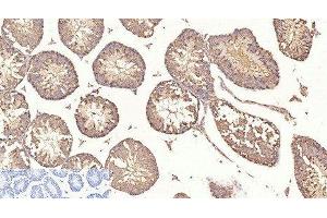 Immunohistochemistry of paraffin-embedded Mouse testis tissue using beta Tubulin Monoclonal Antibody at dilution of 1:200.