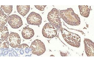 Immunohistochemistry of paraffin-embedded Mouse testis tissue using beta Tubulin Monoclonal Antibody at dilution of 1:200. (TUBB anticorps)