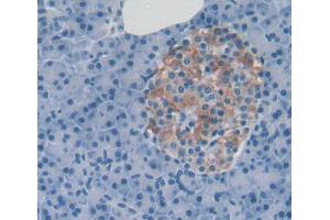 IHC-P analysis of pancreas tissue, with DAB staining. (PTPRU anticorps  (AA 1263-1446))