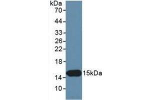 Detection of Recombinant INHbC, Human using Monoclonal Antibody to Inhibin Beta C (INHbC) (INHBC anticorps  (AA 236-352))