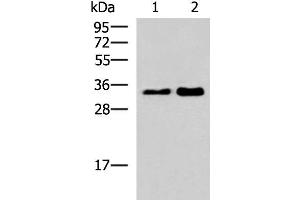 HNRNPA1L2 anticorps