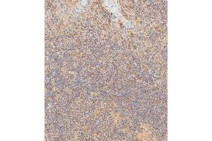 Immunohistochemical analysis of paraffin-embedded Human tonsil tissue using (ABIN652557 and ABIN2842374) performed on the Leica® BOND RXm.