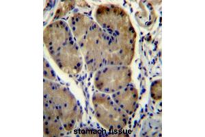WDR86 Antibody (C-term) immunohistochemistry analysis in formalin fixed and paraffin embedded human stomach tissue followed by peroxidase conjugation of the secondary antibody and DAB staining. (WDR86 anticorps  (C-Term))