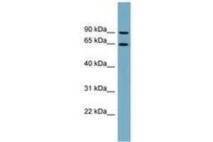 Image no. 1 for anti-Solute Carrier Family 12 (Potassium/chloride Transporters), Member 8 (Slc12a8) (AA 179-228) antibody (ABIN6743229) (SLC12A8 anticorps  (AA 179-228))