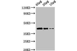 Western Blot Positive WB detected in: Zebrafish tissue 40 μg, 20 μg, 10 μg All lanes: wnt8b antibody at 3 μg/mL Secondary Goat polyclonal to rabbit IgG at 1/50000 dilution Predicted band size: 41 kDa Observed band size: 41 kDa (WNT8B anticorps  (AA 24-358))