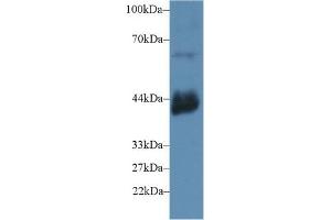 Detection of CD72 in Mouse Testis lysate using Polyclonal Antibody to Cluster Of Differentiation 72 (CD72) (CD72 anticorps  (AA 126-237))
