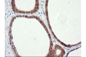Immunohistochemistry (IHC) image for anti-Regulator of G-Protein Signaling 16 (RGS16) antibody (ABIN1500688)