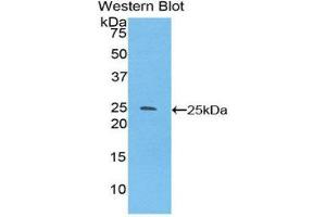 Western Blotting (WB) image for anti-Sprouty Homolog 3 (SPRY3) (AA 91-288) antibody (ABIN1860624)