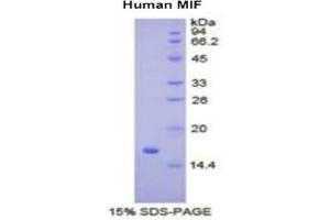 SDS-PAGE of Protein Standard from the Kit (Highly purified E. (MIF Kit ELISA)