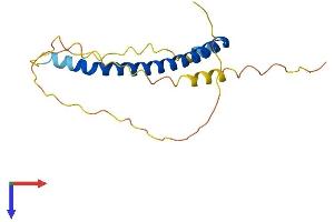 AlphaFold protein structure predicition of Human Recombinant NAP1L5 Protein, UniprotID Q96NT1