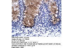 Human Intestine (Annexin a1 anticorps  (N-Term))