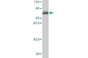 Western Blot detection against Immunogen (64.