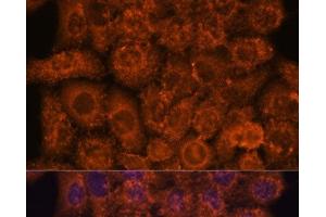 Immunofluorescence analysis of HeLa cells using INMT Polyclonal Antibody at dilution of 1:100.