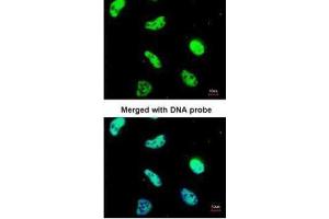ICC/IF Image Immunofluorescence analysis of paraformaldehyde-fixed HeLa, using UAP56, antibody at 1:200 dilution.