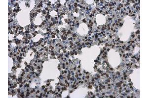 anti-Histone H3.3B (HIS3.3B) (full length) antibody