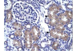 Image no. 1 for anti-Achaete-Scute Complex Homolog 1 (Drosophila) (ASCL1) (AA 48-97) antibody (ABIN202101)